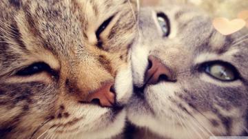 Cats Love Ultra HD Desktop Background Wallpaper For 4k UHD Tv