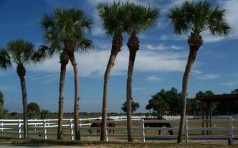 Ranch De Chevaux Wallpaper