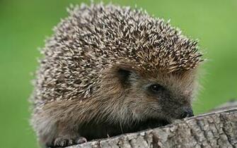 Wallpaper Animals Hedgehog