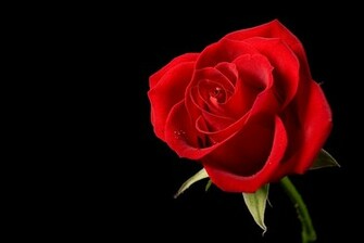 Flowers Planets Single Red Rose Flower