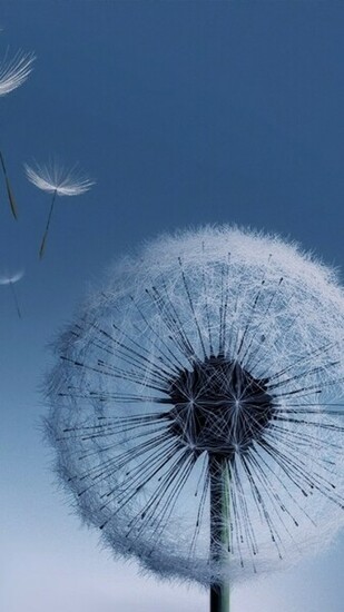 Dandelion Samsung Galaxy S3 Wallpaper Random Things