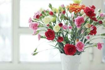 Carnation High Definition Wallpaper