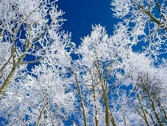 Winter Trees Wallpaper