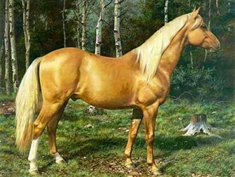 Quarter Horse Palomino Dore