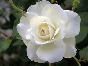 Beautiful White Roses Wallpaper Rose