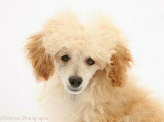 Toy Poodle Puppy Wallpaper