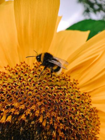 Black And Yellow Bee On Flower Photo Image
