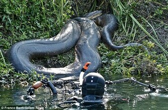 Anaconda Snake Wallpaper Sa