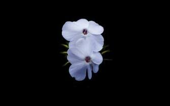 Go Back Pix For Black Orchids Wallpaper