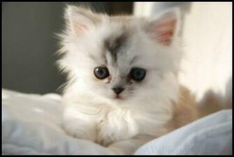 Cute White Kitten Picture Very Puppy Labrador Puppies