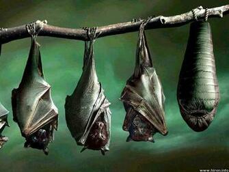 Beautiful Wallpaper Bats