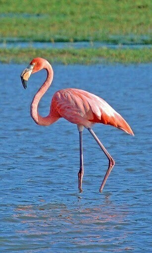 Flamingo Wallpaper App For Android By Devan Sauer