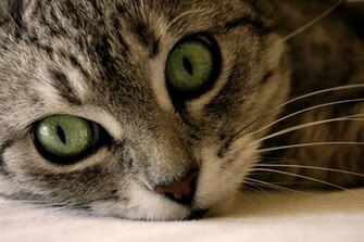 Amazing Cool Cats Wallpaper For Desktop Cat
