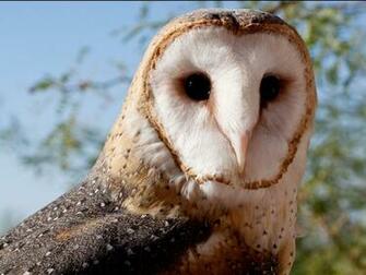 Barn Owl Wallpaper