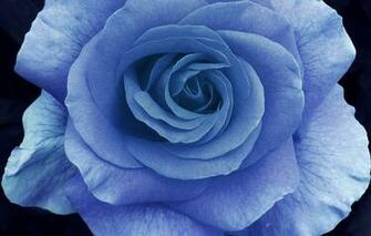 Microsoft Screensavers Flowers Apple Wallpaper To Your