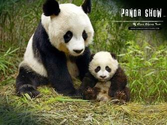 Wallpaper Collections Giant Panda