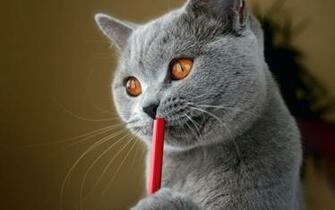 Cat Meme Quote Funny Humor Grumpy Wallpaper