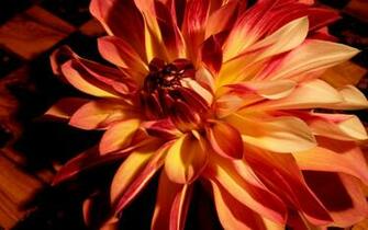 Luxury Dahlia Wallpaper Plant Desktop Background