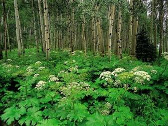 Forest Wallpaper