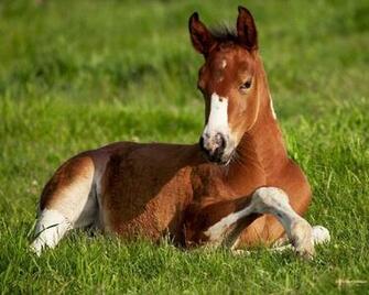 Wallpaper Beautiful Horse Animals Picsfab Desktop