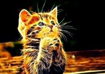 Cool Animal HD Wallpaper Light Shadow Animals Amazing Photo