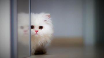 Wallpaper Cat Kitten Funny Animals 4k