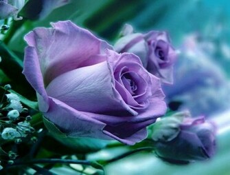 Beautiful Purple Roses Wallpaper Rose