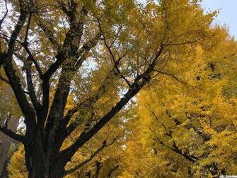 Apple iPad Air University Of Tokyo HD Wallpaper
