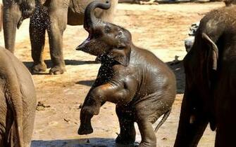 Baby Elephant Wallpaper