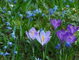 Spring Flowers The Wallpaper HD For