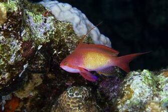 Beautiful Wallpaper Fish
