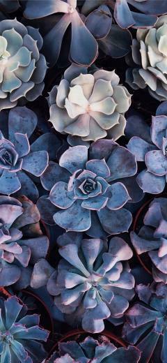 Unnamed Road Haifa Israel iPhone X Wallpaper