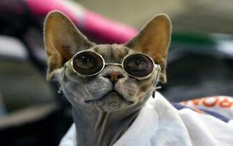 Wallpaper Funny Dog HD Desktop