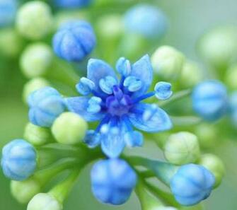 Blue Flower HD Modern Wallpaper More About Ocean Life