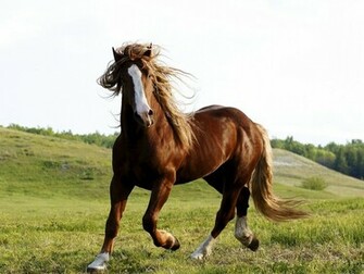 Photos Brown Horse