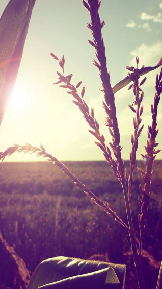 Nature Landscape Vintage iPhone Wallpaper Countryside