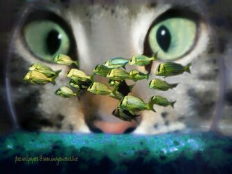 Funny HD Cat Wallpaper