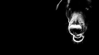 Sfondo Nero Cane X Animali Cuccioli