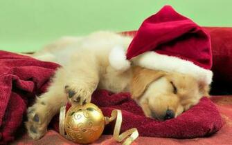 Is Christmas The Best Time For A New Dog Million Dogs