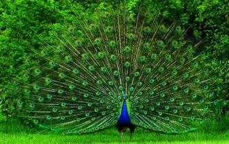 Wallpaper Peacock