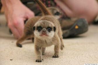Image Meerkat Pup Pc Android iPhone And iPad Wallpaper