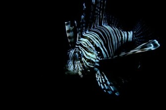 Lionfish Wallpaper X Jpg