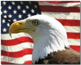 Visitors Favorite Pad Image Usa Bald Eagle Over American Flag
