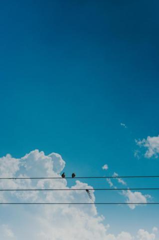 Sky Bird Pictures Image