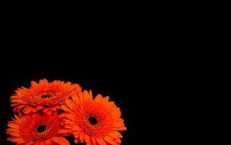 Flowers Black Background Orange HD Wallpaper