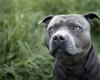 Beautiful Pitbull On The Grass Desktop Wallpaper