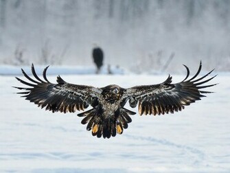 Eagle Wallpaper Background Photos Image And Pictures For