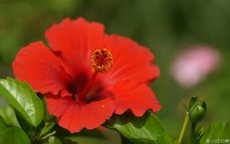 Floral Flower Flowers Border Wallpaper Newflower Market