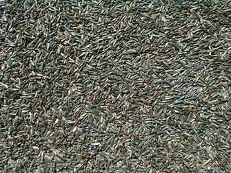 Image Nyjer Thistle Bird Seed