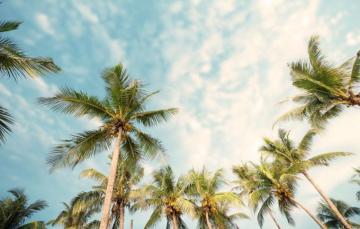 Summer Palm Tree Wallpaper On